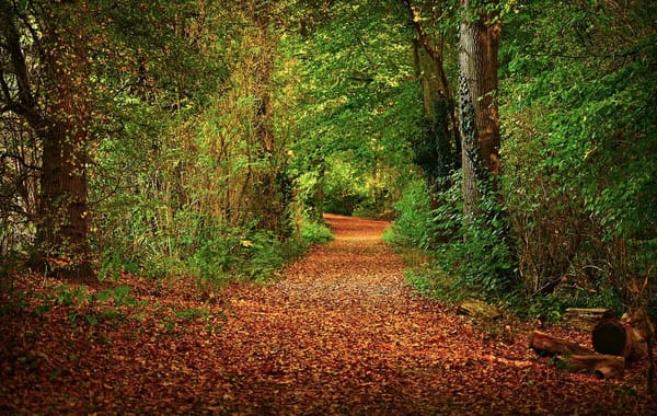 Worcester Woods County Park