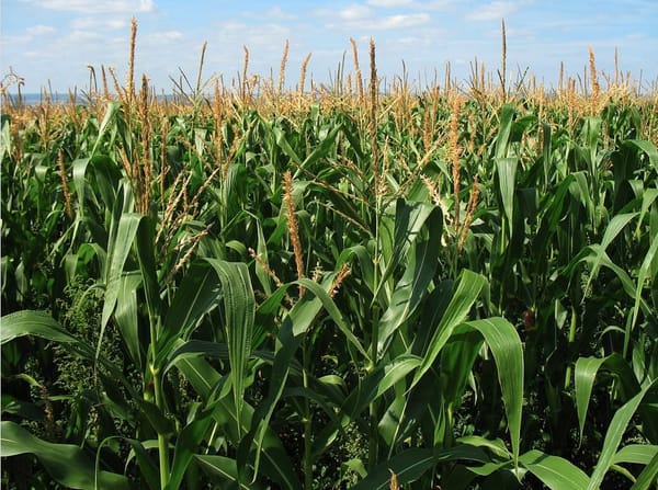 The Great Maize Maize