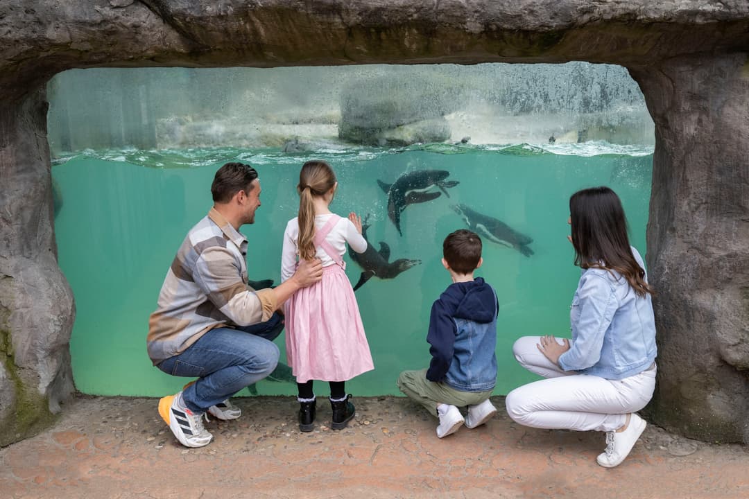 West Midlands Safari Park | Easter Extravaganza - image 3