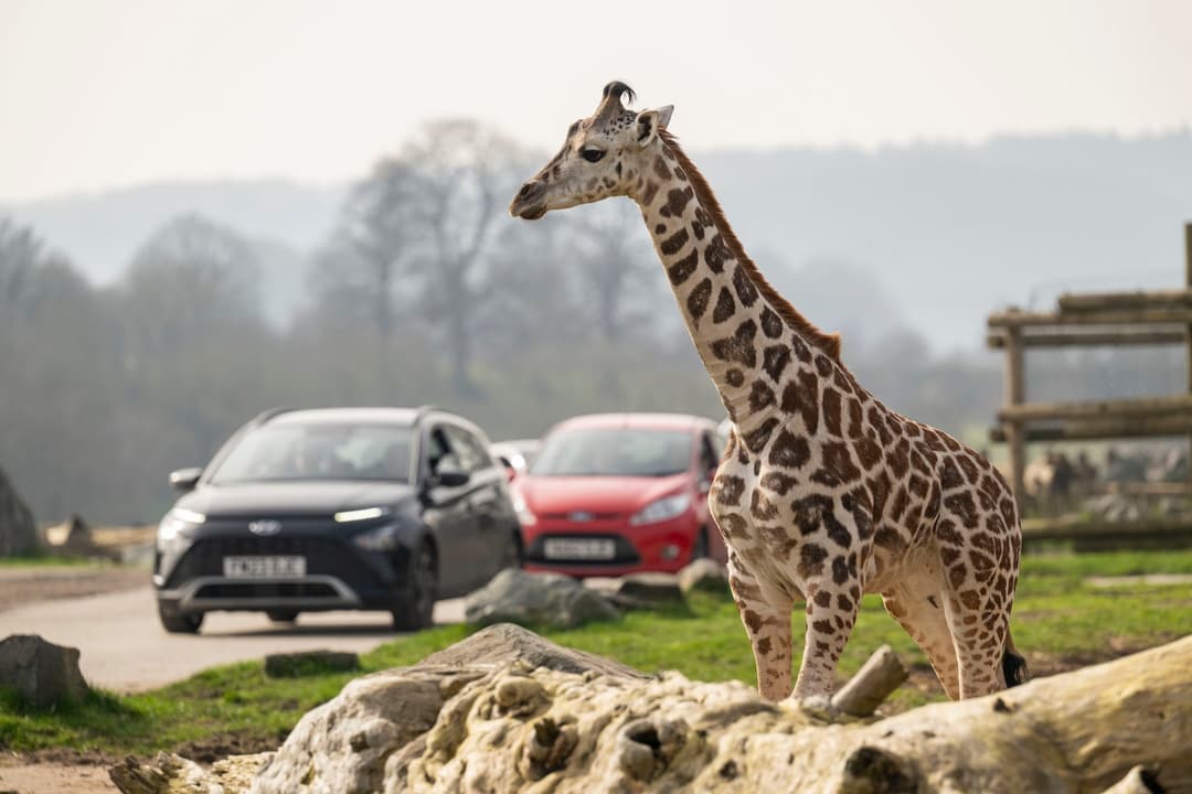 West Midlands Safari Park | Giraffe Jamboree - image 5