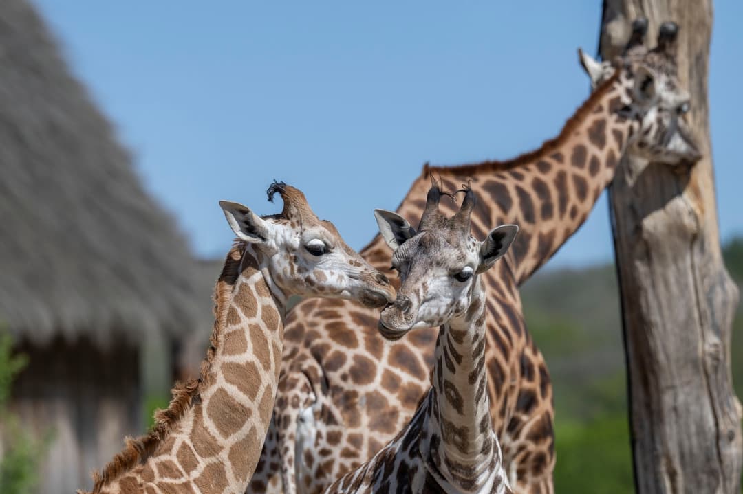 West Midlands Safari Park | Giraffe Jamboree - image 1