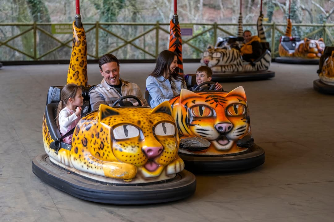 West Midlands Safari Park | K-Pop Summer - image 1