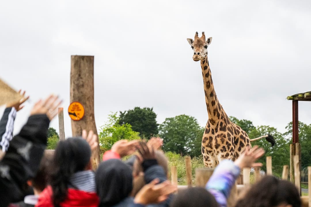 West Midlands Safari Park | K-Pop Summer - image 3